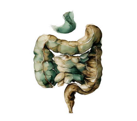 Watercolour artwork symbolising Support for Colonic Hydrotherapy by The Practitioner Studio